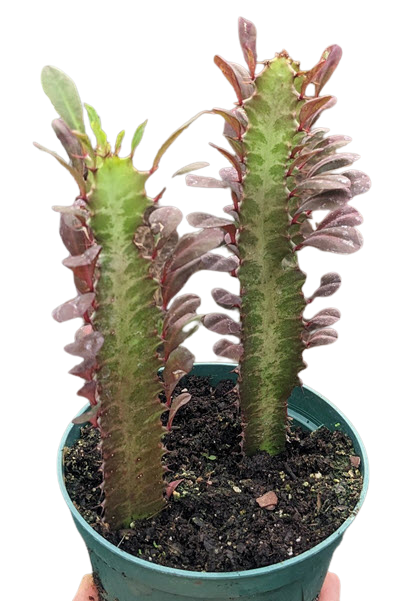 Red Trigona